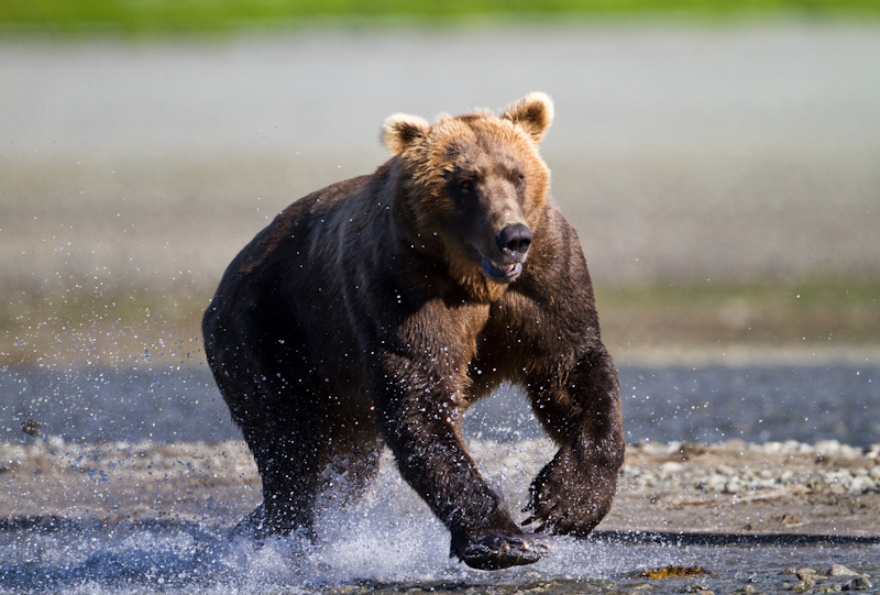 Grizzly Bear Chasing Salmon